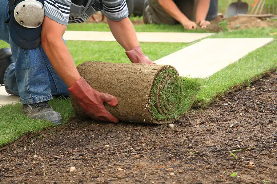 How long after installing sod can you walk on it Toronto, ON 