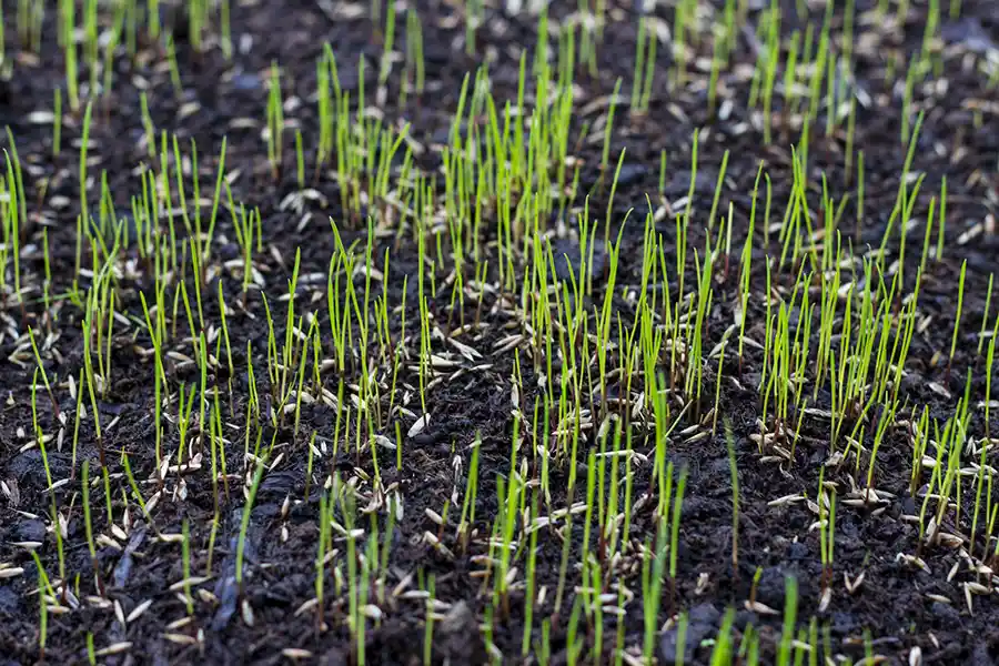 How often should you fertilize your lawn in Toronto, ON