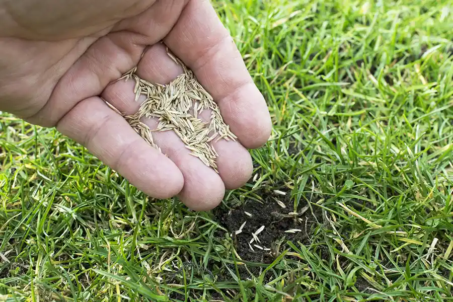 How often should you fertilize your lawn Toronto, ON