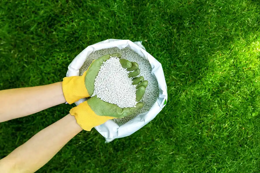 When is the best time to fertilize your lawn Toronto, ON