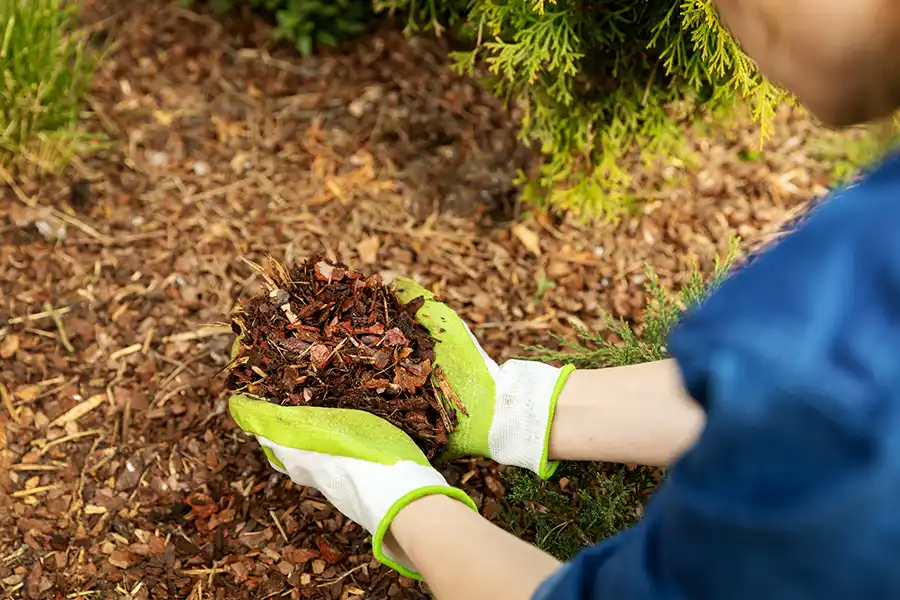 What does mulch do in Toronto, ON