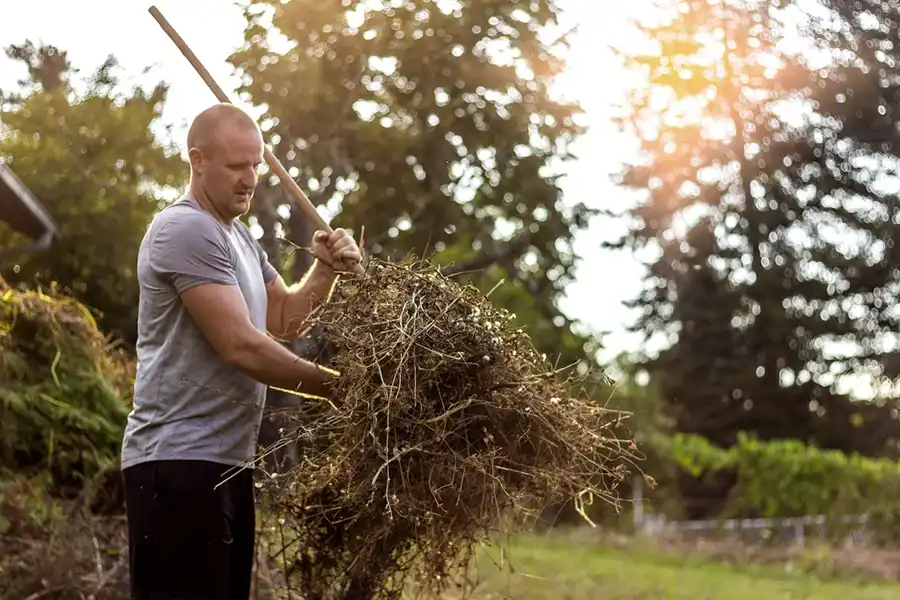 Efficient Yard cleanup in Toronto, ON